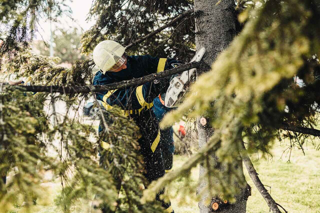 Tree Root Removal in Marshfield Hills, MA